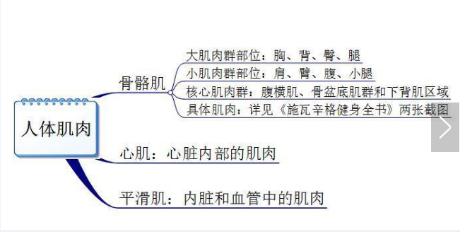 你真的認(rèn)識(shí)你身體的肌肉嗎？